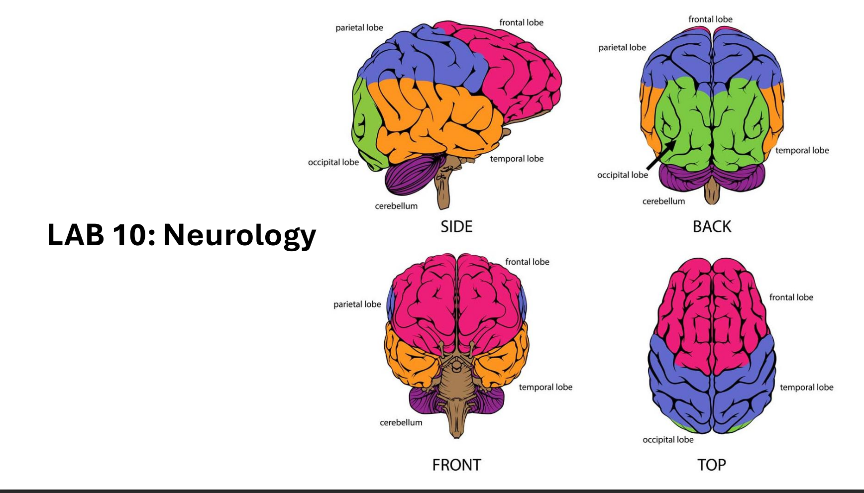 Lab 10 (Neurology)