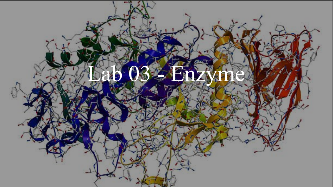 Lab 3 (Enzymes)