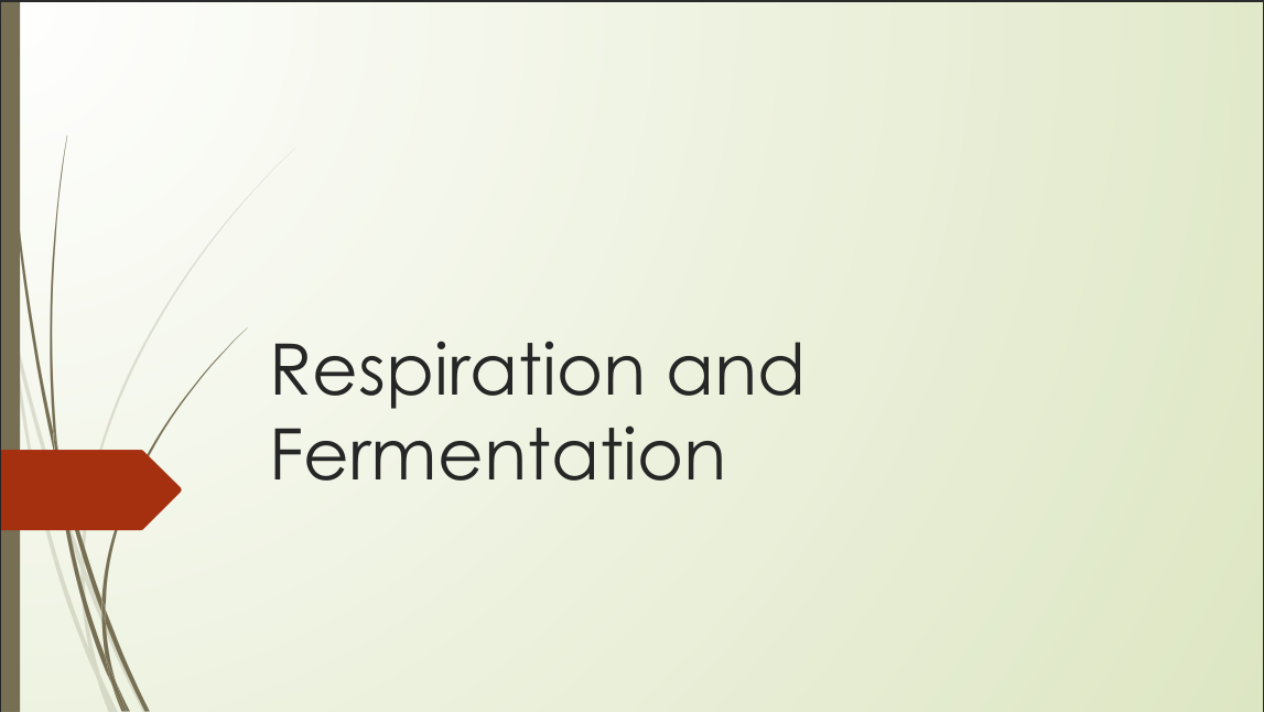 Lab 4 (Respiration & fermentation)