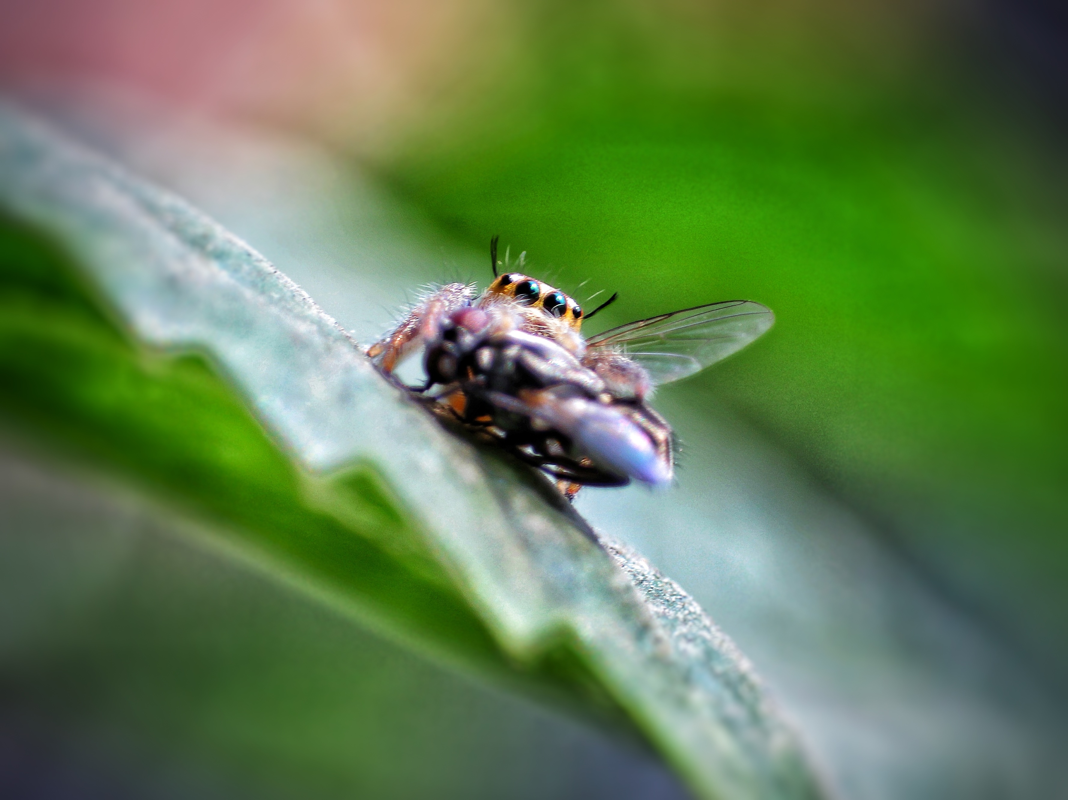 The predator with its prey!